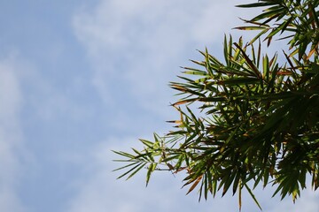 Naklejka premium pine branches against blue sky