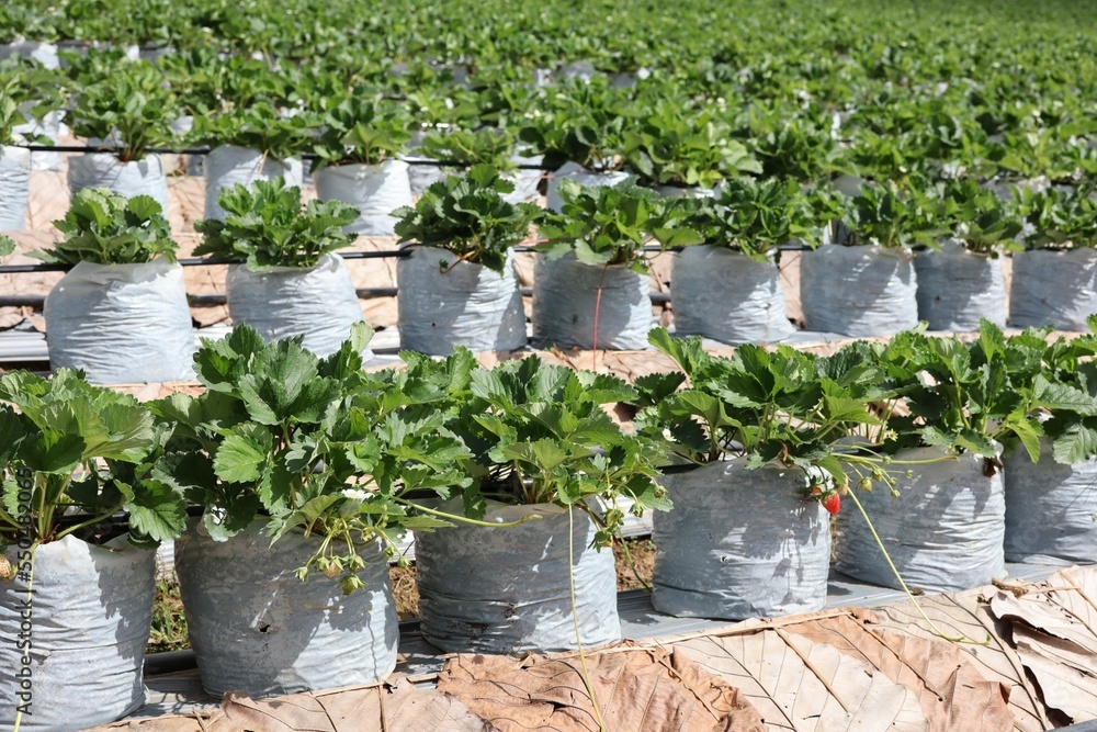 Wall mural seedlings in a greenhouse