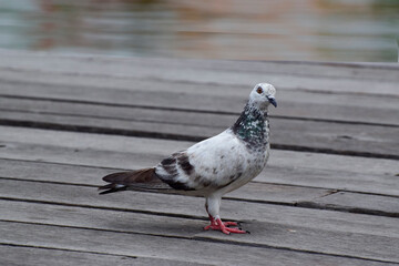 pigeon, bird, animal,