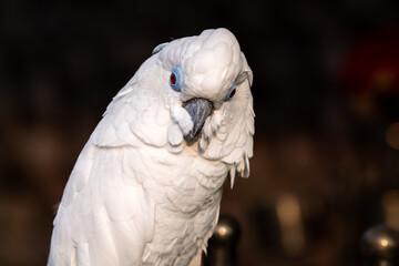 The white cockatoo (Cacatua alba), also known as the umbrella cockatoo, is a medium-sized all-white cockatoo endemic to tropical rainforest on islands of Indonesia.