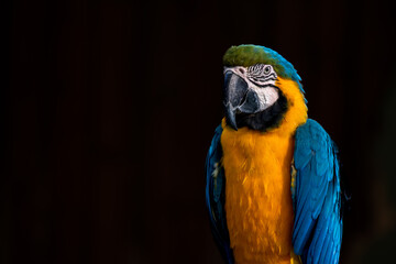 Blue-and-yellow macaw isolated on black (Ara ararauna)