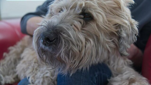 Extreme close up of relaxed older dog nose while he gets pets sitting in his owners lap. Senior woman with her Wheaton Terrier spending time together. Slow motion 4k
