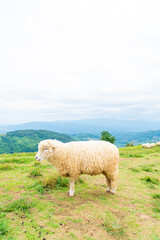 white sheep on mountain hill