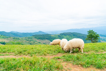 white sheep on mountain hill