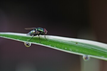 House fly on leaf