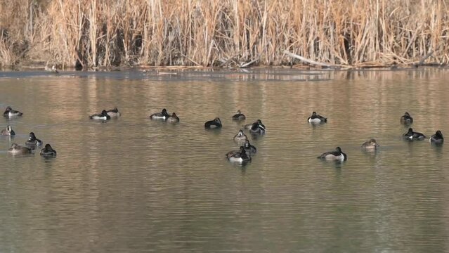 Footage of a farm pond in Colorado with ring necked ducks and American wigeons floating and resting upon the water.