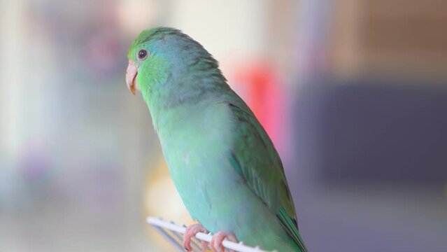 The bright green forpus is standing relaxed.