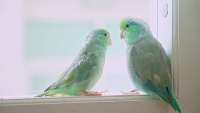Two bright green forpus birds together in pairs.
