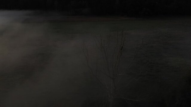 following a bird raptor with drone from above which is starting from a tree and flying over a lake covered in fog with sunrise in backgraound