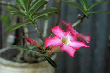 frangipani flower ping