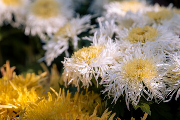 White and yellow chryzontemum flowers in the autumn garden