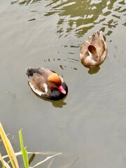 ducks in the water