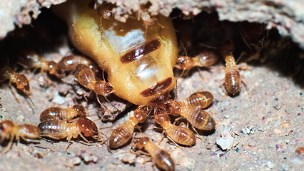 Macro shot. Queen of termites and termites working in a nest made of soil. small animal world concept