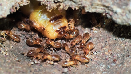 Macro shot. Queen of termites and termites working in a nest made of soil. small animal world concept