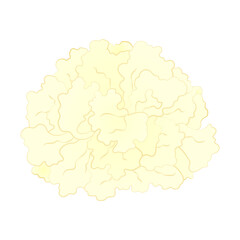 はなびらたけのイラスト