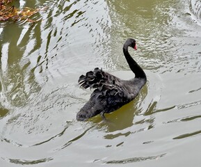 black swan on the lake
