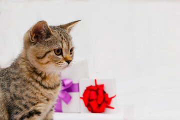 Beautiful scottish straight kitten and white gift box with purple bow on grey background