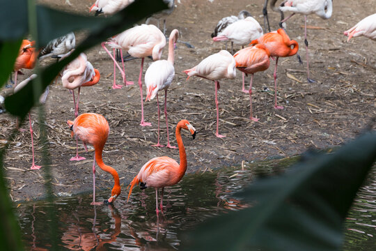 A flamingo with bright plumage