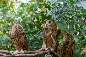 An owl at the zoo