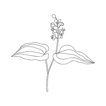 false lily of the valley flower,Maianthemum bifolium , vector drawing wild plant isolated at white background, floral design element , hand drawn botanical illustration