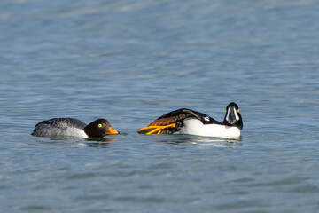 Barrow's Goldeneyes at Work and Play in Puget Sound Washington