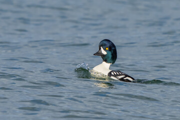 Fototapeta premium Barrow's Goldeneyes at Work and Play in Puget Sound Washington