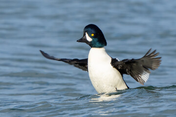 Obraz premium Barrow's Goldeneyes at Work and Play in Puget Sound Washington