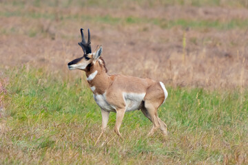 Handsom Male Pronghorn Antelope Keeps a Close Tab on His Harem