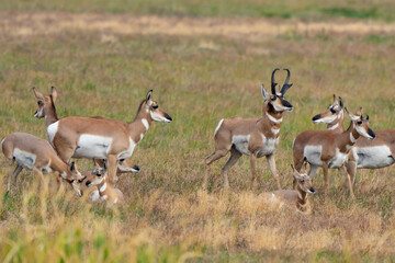 Naklejka na ściany i meble Handsom Male Pronghorn Antelope Keeps a Close Tab on His Harem