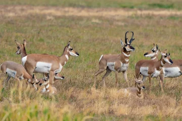 Poster Handsom Male Pronghorn Antelope Keeps a Close Tab on His Harem © Jeff Huth