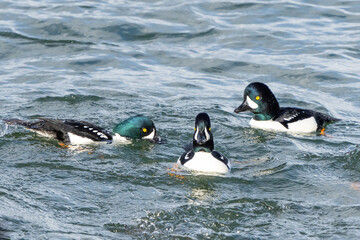 Barrow's Goldeneyes at Work and Play in Puget Sound Washington