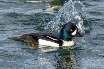 Barrow's Goldeneyes at Work and Play in Puget Sound Washington