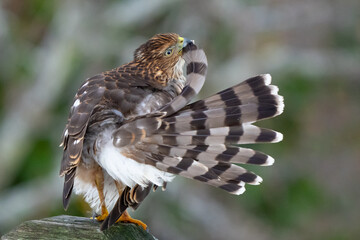 Immature Cooper's Hawk Preening Tail Feathers