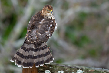 Immature Cooper's Hawk Preening Tail Feathers