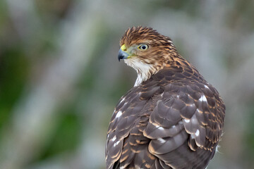 Immature Cooper's Hawk Searches for His Next Meal