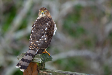 Immature Cooper's Hawk Searches for His Next Meal
