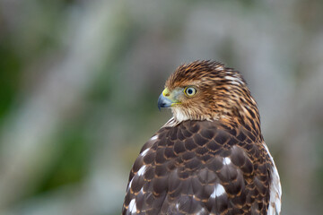 Immature Cooper's Hawk Searches for His Next Meal