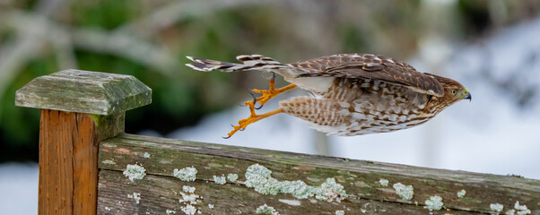 Immature Cooper's Hawk Launches into the Air in Search of His Next Meal