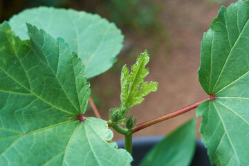 close-up of growing okra or okro plant sprout, also known as ladies' fingers, young new leaves grow in vegetable garden,selective focus in natural background