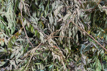 dry tree branches and leaves for organic fertilizer, process of transformation, biodegradable garden recycling material into fertile soil, full frame background