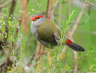 Red Browed Finch