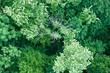 Aerial view of dark lush forest with blooming green trees canopies in spring