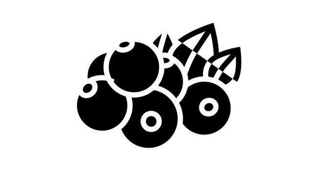currant berry line icon animation