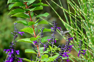 Hummingbird feeding on dark purple blooms of a Salvia plant in a fall garden, as a nature background
