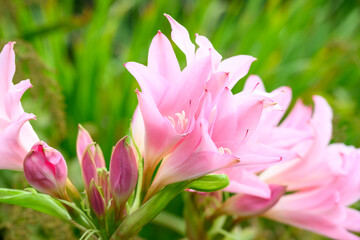 Delicate pink flowers of an Amarcrinum plant in a fall garden, as a nature background

