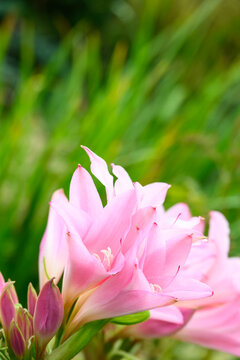 Delicate pink flowers of an Amarcrinum plant in a fall garden, as a nature background
