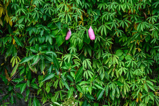 Light purple fruit of Sausage Vine on a living wall of green foliage, as a nature background
