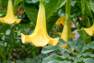 Exotic big yellow flowers of Yellow Angel's Trumpet plant in a fall garden, as a nature background
