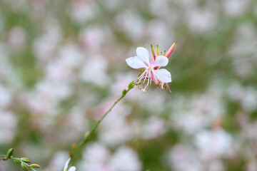 Ethereal light pink flowers of a Bee Blossom plant in full bloom, as a nature background
