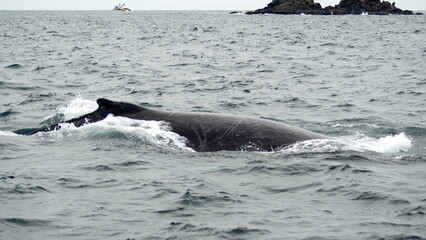 Fototapeta premium Dorsal fin of a humpback whale in Machalilla National Park, off the coast of Puerto Lopez, Ecuador